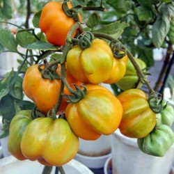 Sementes de Tomate YELLOW STUFFER