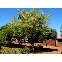 Moringa the Miracle Tree Seeds (Moringa oleifera PKM 1)