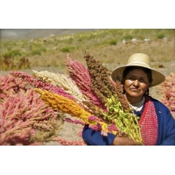 Röd eller Vit Quinoa Frön (Chenopodium quinoa)