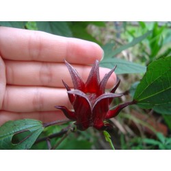 Semi di Roselle (Hibiscus sabdariffa)