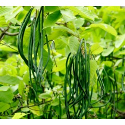 Catalpa Bignoniaceae Σπόροι