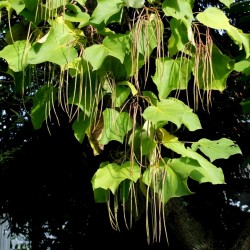 Catalpa Bignoniaceae Σπόροι