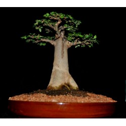 Baobab (drvo zivota) Bonsai Seme