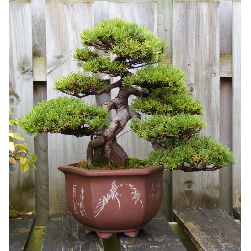 Sementes de Pinus mugo - Bonsai