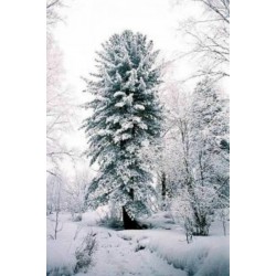 Siberian tall Frön (Pinus sibirica)