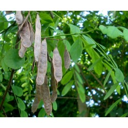 Semillas de Falsa Acacia (Robinia pseudoacacia)