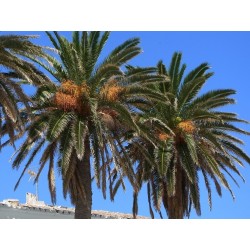 Sementes de Palmeira-das-canárias 