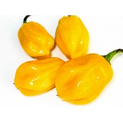 Sementes de Pimenta Burkina Yellow
