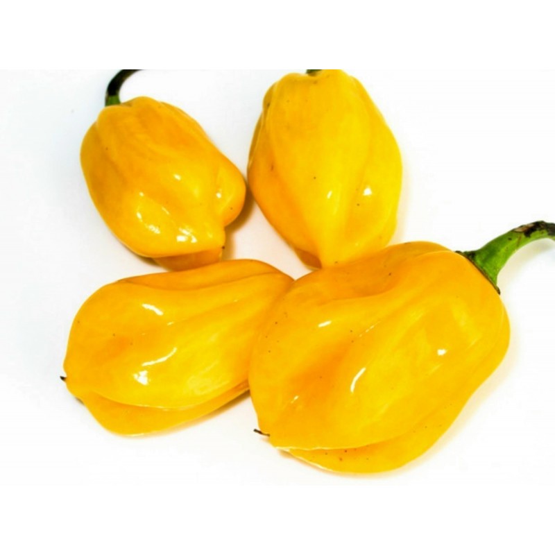 Burkina Yellow Chili - Cili Seme