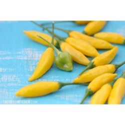 Semillas de Chile Tabasco amarillo