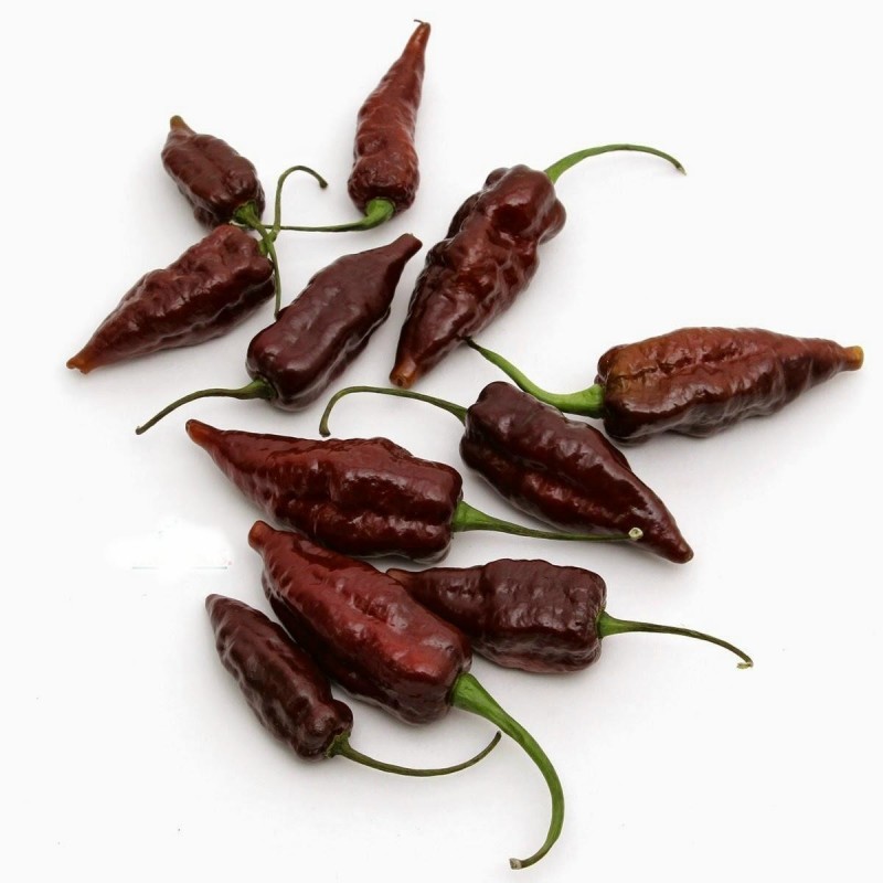 Fatalii Choco Chili Seeds