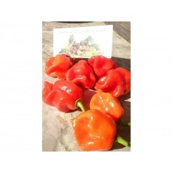 Gambia Habanero Hot Peppers Seeds
