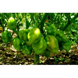 Σπόροι Τσίλι πιπέρι Πράσινο Green Habanero