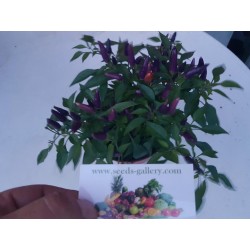 Semillas de Chile Purple Pepper