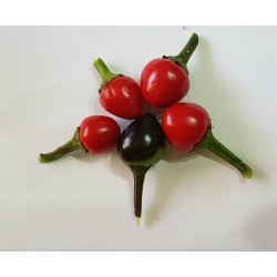 Royal Black Chili Frön