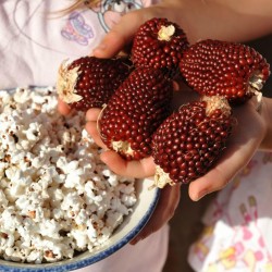 Erdbeere Popcorn Mais Samen