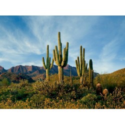 Κάκτος Σπόροι Saguaro