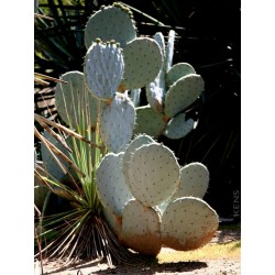 Seme kaktusa Optunia robusta
