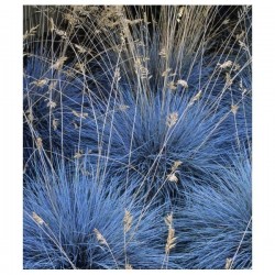 Blue Grass Seeds Festuca Glauca Intense Blue
