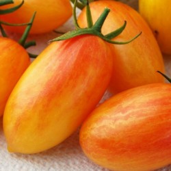 Semillas de tomate ARTISAN BLUSH TIGER