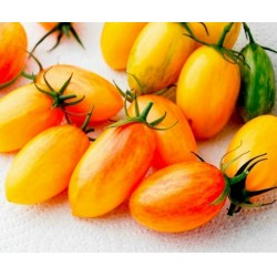 ARTISAN BLUSH TIGER Cherry Tomato Seeds