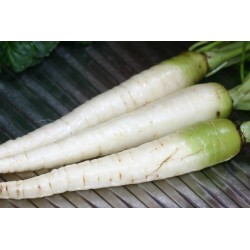 Σπόροι καρότου λευκο LUNAR WHITE
