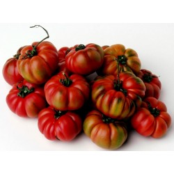 Semillas de tomate COSTOLUTO GENOVESE