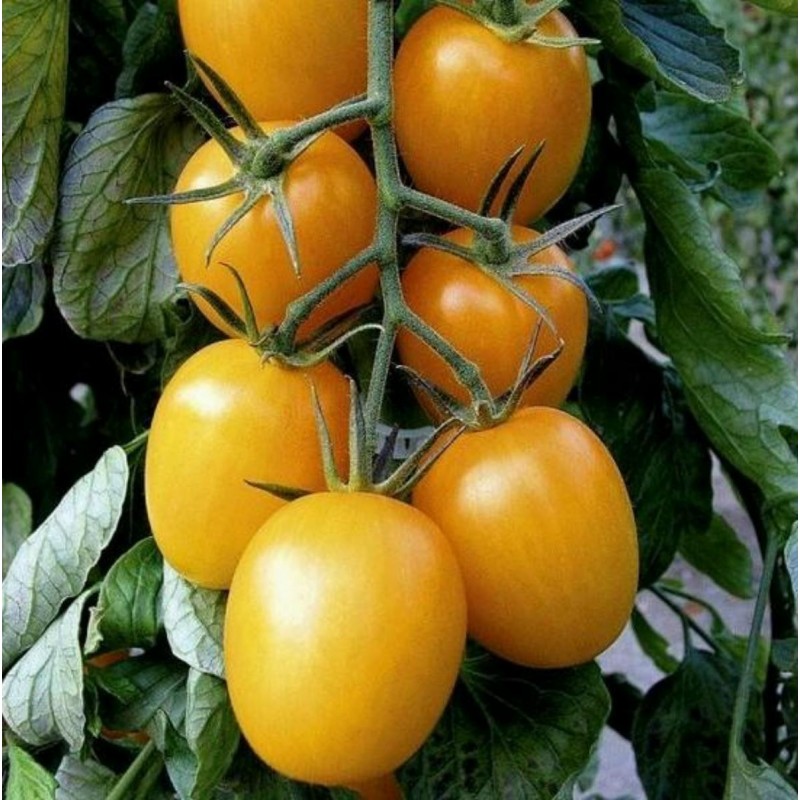 Semillas de tomate GOLD ROMA