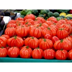 Sementes de Tomate italiano CUOR DI BUE