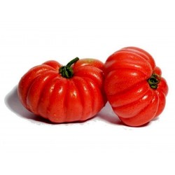 Italian CUORE DI BUE Tomato Seeds