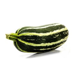 Zucchini frön MARROW LONG GREEN BUSH