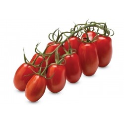Semillas de tomate MARZANINETTO - MINI SAN MARZANO