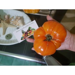 Sementes de Tomate ABACAXI - PINEAPPLE