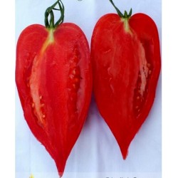 Semillas de tomate ANDINA CORNUE(de los Andes)