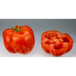 Tomat frön STRIPED STUFFER