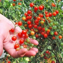Tomat frön SWEET PEA CURRANT
