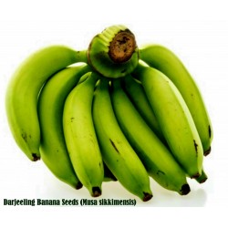 Σπόροι μπανάνα Darjeeling