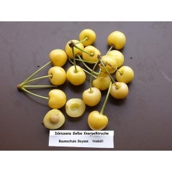 Semi di Ciliegio giallo ‘Moscatella Gialla’