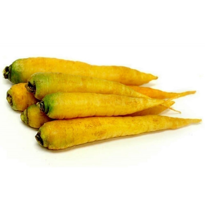 Σπόροι (14000 σπόρος) καρότου Solar Yellow