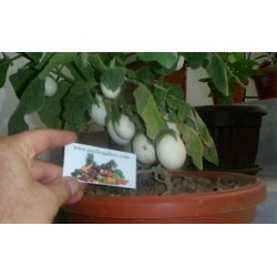 Påskäggplanta Solanum Molengina Frön "Golden Eggs"