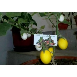 Jaje Drvo Seme (Solanum melongena)