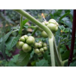 Tomat frön VOYAGE (Picknicktomat)