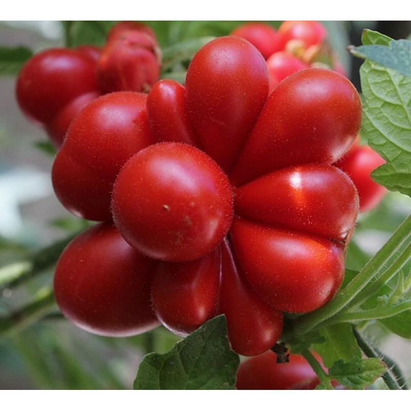 Семена томатов ВОЯЖ (VOYAGE) - Цена: €1.95