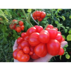 Semillas de tomate VOYAGE