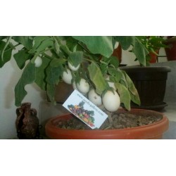 Σπόροι Solanum melongena Golden Eggs