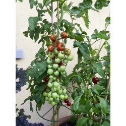Semillas de tomates ANABELLE