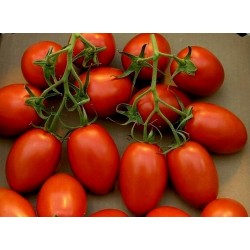 Ντομάτα σπόροι ROMA NANO