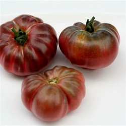 Sementes De Tomate PURPLE CALABASH