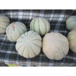 Semi di melone persiano TALIBI