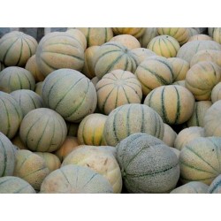 Graines de Persan Melon TALIBI